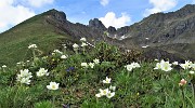 43 Dal Monte Foppa tra anemoni narcissini vista verso Triomen-Valletto e Ponteranica